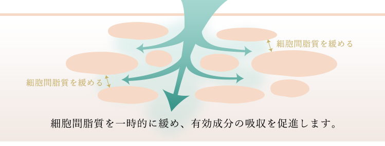 細胞間脂質を一時的に緩め、有効成分の吸収を促進します。